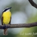 kiskadee_great_tar_h_0775_cos1108.jpg